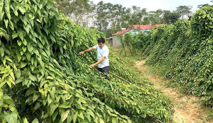 Anh Trần Văn Khoa chăm sóc vườn dược liệu hoài sơn.