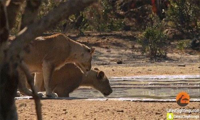  Linh dương Impala bị sư tử kéo lên một cách dễ dàng, nó thực sự ngoan ngoãn chịu chết, làm thức ăn cho cả đàn sư tử. 