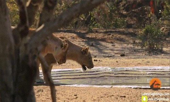  Sau màn sư tử hống giết chết tinh thần phản kháng của linh dương Impala tội nghiệp, một con sư tử cái quyết định xuống nước và kéo linh dương lên. 