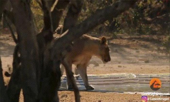  Để đe dọa linh dương đang nấp trong nước, sư tử cái đi lại và gào thét. 
