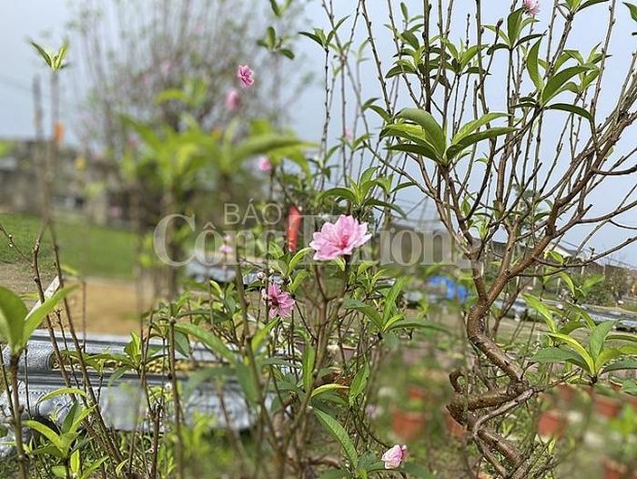 Theo nhiều chủ nhà vườn, đào năm nay “được mùa, được giá” nhờ thời tiết thuận lợi. Các cây có nụ đều, lộc biếc, hoa nở đẹp vào đúng dịp Tết