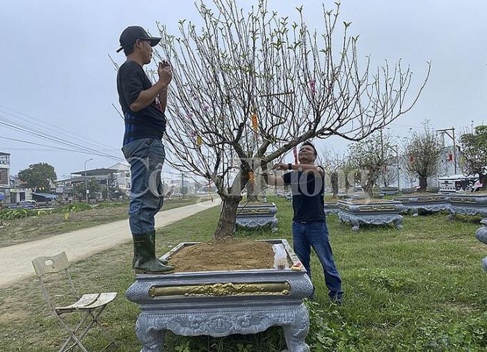 Hiện nay vườn đào cho thuê có tới gần 300 gốc đào ghép của đào phai và đào bích Nhật Tân