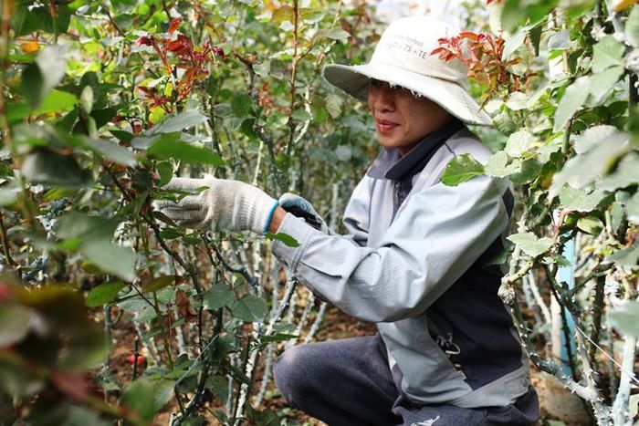 Càng cận tết, nông dân lại thêm phần tất bật với công việc chăm sóc, tỉa cành, cắt hoa