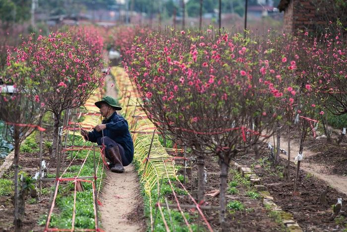 Người dân làng Nhật Tân chuẩn bị đào đón Tết. Ảnh: Quang Vinh.