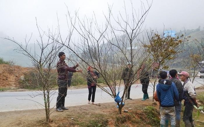 Đào rừng được tập kết, bày bán trên Quốc lộ 4D Sa Pa - Lào Cai.