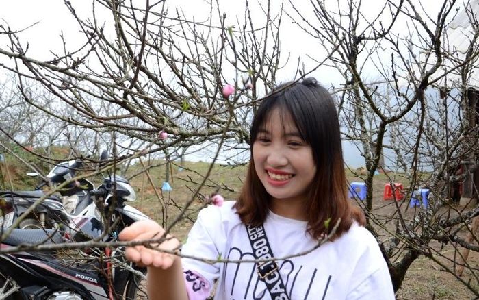 Đào rừng Sa Pa khoe sắc.