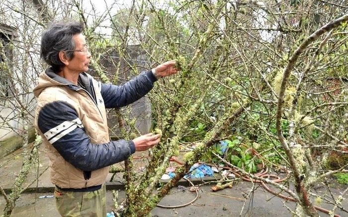 Những cành đào rừng “rêu phong” như thế này được khách săn tìm mua để chới Tết.