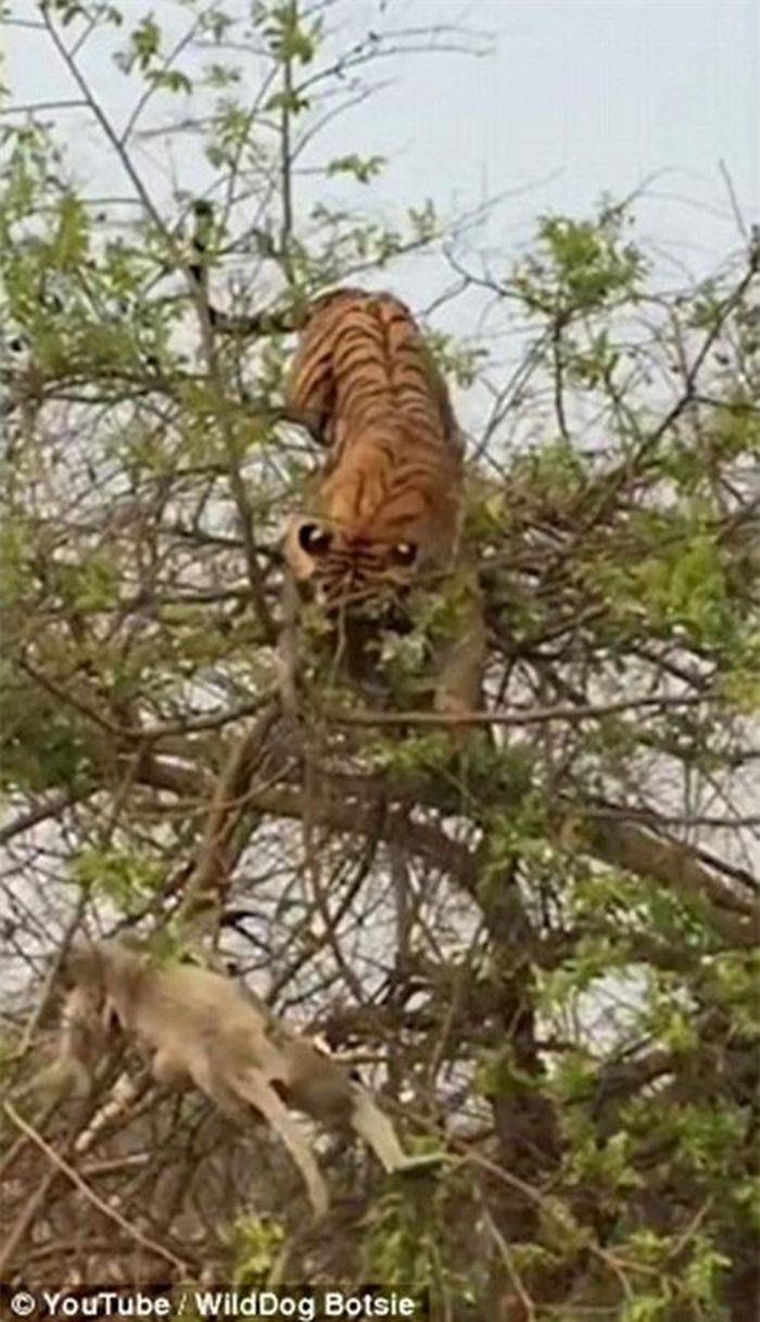 Tuy nhiên, nó đã tính sai một bước khi không cân nhắc đến kích thước, trọng lượng cơ thể của mình. (Nguồn Dailymail)