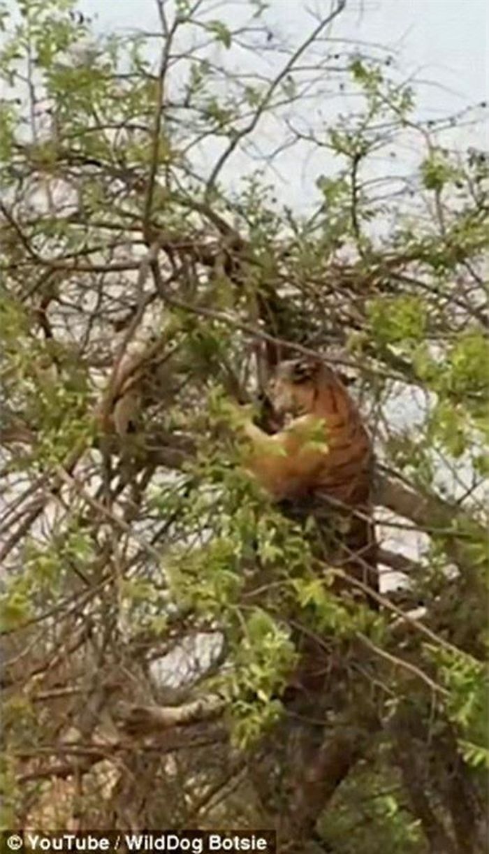Quá nôn nóng, tự tin và khinh địch, con hổ vừa bước ra cành cây nhỏ, ngay lập tức nó bị rơi xuống do cành nhỏ không chịu được sức nặng của con hổ. (Nguồn Dailymail)
