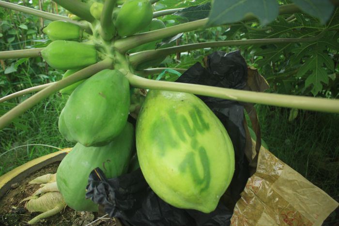 Dưới tác động của ánh mặt trời thì vỏ quả sẽ có màu sắc đậm nhạt khác nhau hình thành chữ in "Như Ý". Ảnh:NGUYỄN TRANG