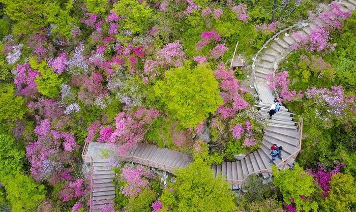 Du khách leo lên cầu thang qua vườn hoa đỗ quyên, huyện Yingshan, thành phố Huanggang, tỉnh Hồ Bắc.