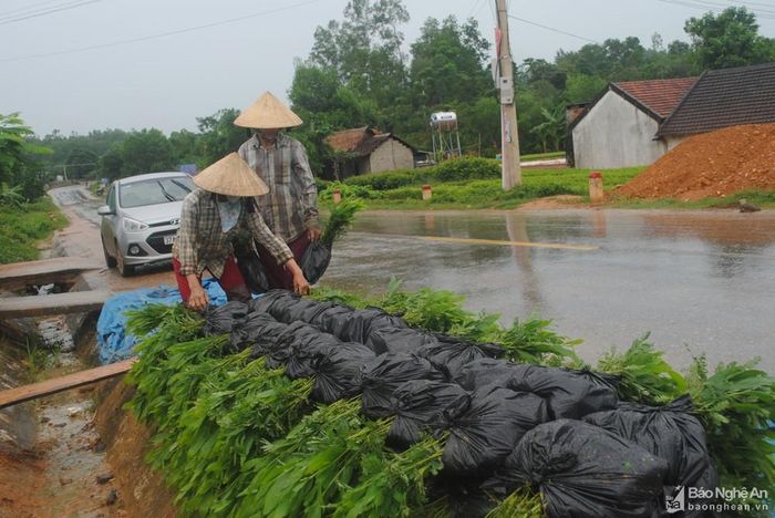 Nghề ươm cây giống lâm nghiệp trên địa bàn xã Tân Hương (Tân Kỳ) phát triển mạnh hơn từ khi đường Hồ Chí Minh hoàn thành. Ảnh: Xuân Hoàng