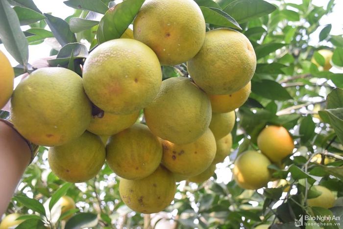 Các địa phương có đường Hồ Chí Minh chạy qua đều có tiềm năng phát triển cây ăn quả. Ảnh: Xuân Hoàng