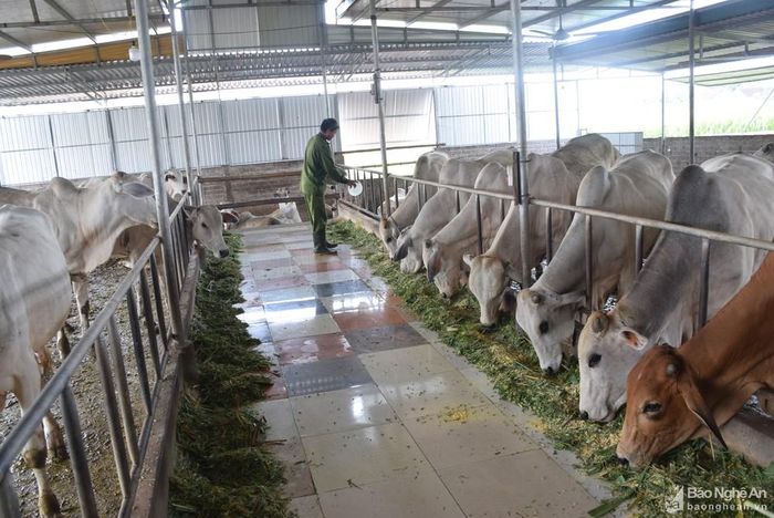 Chăn nuôi đại gia súc là thế mạnh của các địa phương dọc đường Hồ Chí Minh. Ảnh: Xuân Hoàng