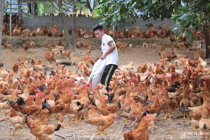 Người dân hai bên đường Hồ Chí Minh phát triển kinh tế trang trại chăn nuôi. Ảnh: Xuân Hoàng