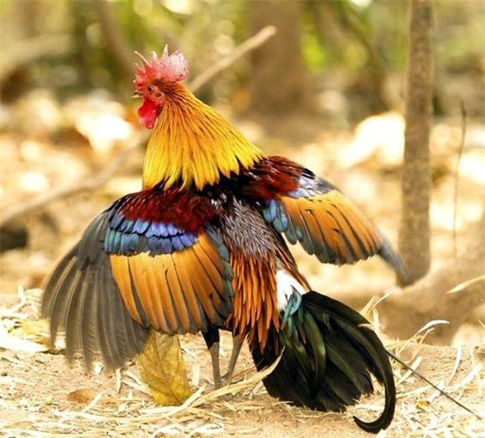 Gà rừng lông đỏ sống định cư và được tìm thấy trong nhiều kiểu rừng, trong đó sinh cảnh thích hợp nhất là những vùng rừng thứ sinh gần nương rẫy hay rừng gỗ pha giang, nứa. Chúng là loài gà rừng sống theo bầy đàn, hoạt động vào hai thời điểm trong ngày là sáng sớm và xế chiều. Buổi tối chúng sẽ tìm đến những cây cao dưới 5m có tán lớn để ngủ. Chỗ ngả lưng ưa thích của chúng là ở trong các bụi giang, nứa, có nhiều cây đổ ngang.