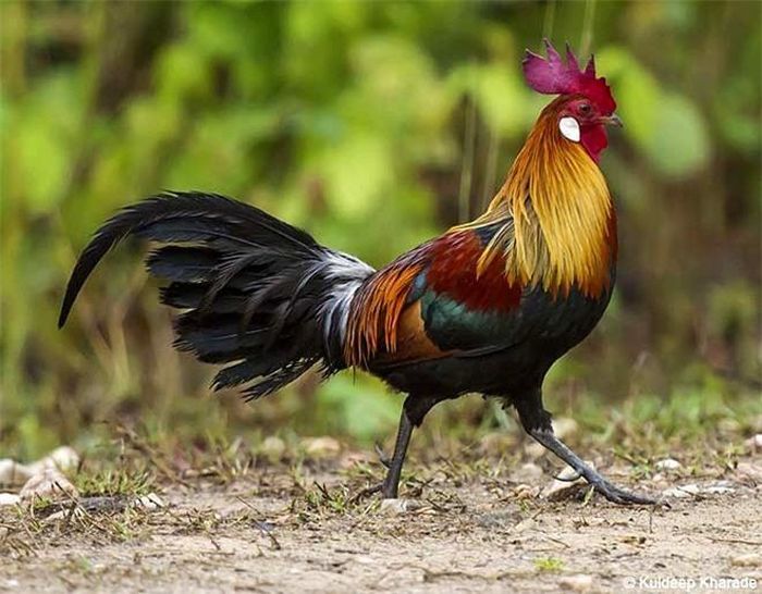 Gà rừng lông đỏ, tên khoa học là Gallus gallus, là một trong bốn loài gà trong chi gà rừng, phân họ Phasianinae, họ Phasianidae. Sở hữu bộ lông đẹp lộng lẫy và vô cùng nổi bật, gà rừng lông đỏ là một trong những ứng cử viên hoa hậu gà rừng được ưa thích nhất. Đây là loài gà rừng lớn với sải cánh dài 200-250mm, nặng 1-1,5kg. Gà rừng lông đỏ đực có lông đầu, cổ màu đỏ da cam, lưng và cánh đỏ thẫm xen kẻ những mảng xanh cổ vịt độc đáo, ngực bụng và đuôi đen, phần gốc đuôi có những sợi lông trắng ấn tượng. Gà mái nhỏ hơn và toàn thân màu nâu xỉn. Mắt nâu hay vàng cam, mỏ nâu sừng hoặc xám chì, mỏ thịt đỏ, chân xám nhạt.