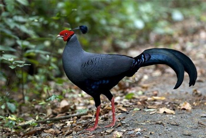 Gà lôi hông tía, tên khoa học là Lopura diardi là một loài gà lôi thuộc chi Lophura, một chi động vật trong họ Trĩ (Phasianidae). Đây là một trong những loài gà rừng sở hữu thân hình vạn người mê, không chỉ ở Việt Nam, loài này còn gây ấn tượng trên toàn thế giới với "nhan sắc" của mình. Chim đực trưởng thành có mào dài từ 70 - 90mm, thường dựng đứng, có màu đen lam ánh thép. Đầu, cằm, họng màu đen, phần dưới lưng màu vàng kim loại. Hông và trên đuôi màu lam ánh thép và đỏ tía, phần còn lại của bộ lông nhìn chung có màu lam.