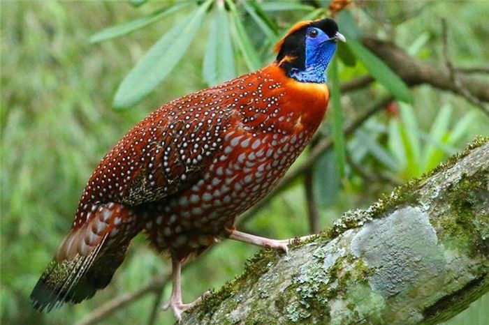 Gà lôi tía, tên khoa học là Tragopan temminckii, là loài gà lôi cỡ trung, chiều dài thân khoảng 64cm, thuộc chi Tragopan. Gà lôi tía đực xếp vào danh sắc những loài gà đẹp nhất Việt Nam do sở hữu ngoại hình cực kỳ thu hút. Chim đực trưởng thành có bộ lông nhiều màu sắc đẹp như: đỏ lửa, đỏ nâu và nâu lẫn đen. Hầu hết ở giữa các lông đều có các vệt xám xanh da trời rộng. Mắt nâu, mỏ đen, da quanh mắt xanh da trời, yếm màu xanh da trời có chấm đỏ, chân hồng.