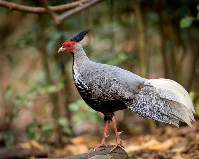 Mặt lưng có những vân đen mảnh xen kẽ với vân trắng, mỗi một lông có khoảng 6 tới 7 vân trắng hẹp. Cánh màu đen với một vài vân trắng, chiếc đuôi mềm mại có nhiều vân trắng hẹp. Mắt màu nâu da cam hay vàng. Mỏ đen hoặc màu xám sừng. Da quanh mắt màu đỏ tươi, chân đỏ tía. Hiện, loài gà lôi vằn tuyệt đẹp này phân bố ở các vùng rừng Nam Trung bộ, cao nguyên Lâm viên phía Bắc Pleiku và đông Bắc Nam bộ. Đây là loài chim đặc hữu của nước ta.