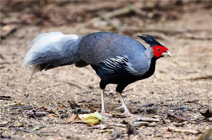 Gà lôi vằn, tên khoa học là Lophura nycthemera annamensis. Với chiếc mào dài kiêu hãnh và bộ lông đẹp tương phản, sang trọng, gà lôi vằn xứng đáng lọt top những loài gà rừng hoa hậu ở Việt Nam. Cằm, họng và mặt bụng màu đen, dọc theo hay bện cổ là một dải, rộng màu trắng, lông dài ở ngực và sườn trắng lẫn đen.