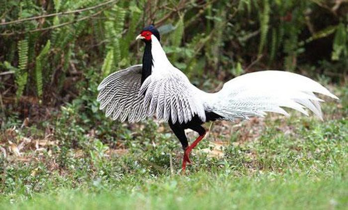 Gà lôi trắng, tên khoa học là Lophura nycthemera, đây thực sự là ứng cử viên nặng ký cho danh hiệu hoa hậu gà rừng ở Việt Nam. Gà lôi trắng là một loài chim lớn, có chiều dài khoảng 125cm, lông mặt đỏ, chân đỏ, bộ lông trắng có sọc xám. Con trống phải cần 2 năm từ khi nở mới trưởng thành, có đuôi trắng, dài.