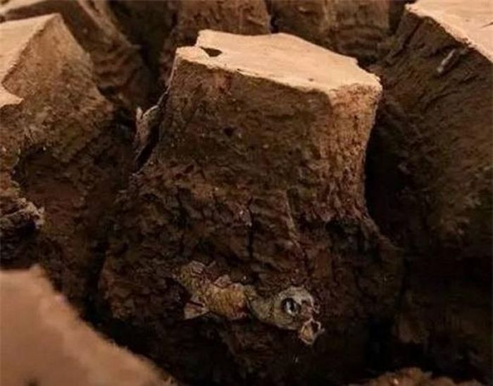 Hắc Ni sống trong bùn khô suốt 4 năm liền không chết.
