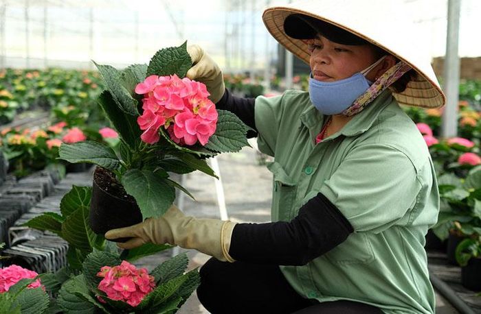 Hoa hải đường được biến tấu màu sắc hút hàng dịp Tết Nguyên đán.