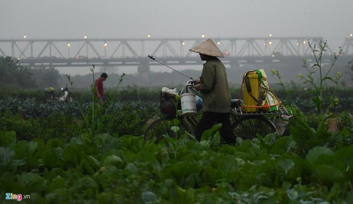 Do sương mù dày, trời tối nhanh, những người nông dân trồng rau ở bãi giữa sông Hồng phải thu xếp về nhà sớm hơn. Ảnh chụp lúc 17h.