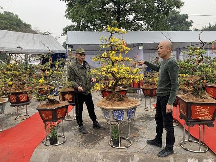 Ông Quý đang giới thiệu hoa mai và cách chăm sóc hoa ngày Tết cho khách hàng