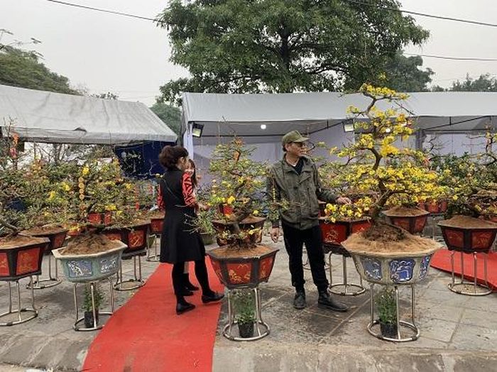  Gian hàng hoa mai của anh Trần Chí Quý