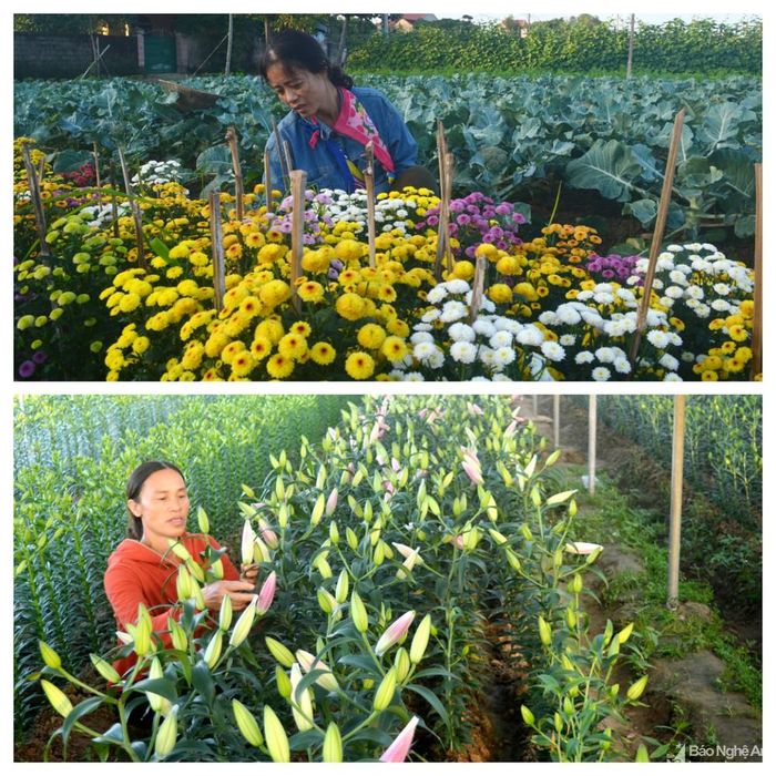 Hoa ly, hoa cúc nở sớm hơn dự định cả nửa tháng trời khiến người dân thất thu. Ảnh: Thanh Phúc