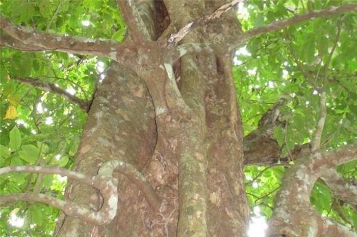 Thân cây Sơn Kim cổ thụ - Ảnh: Thanh Vĩnh
