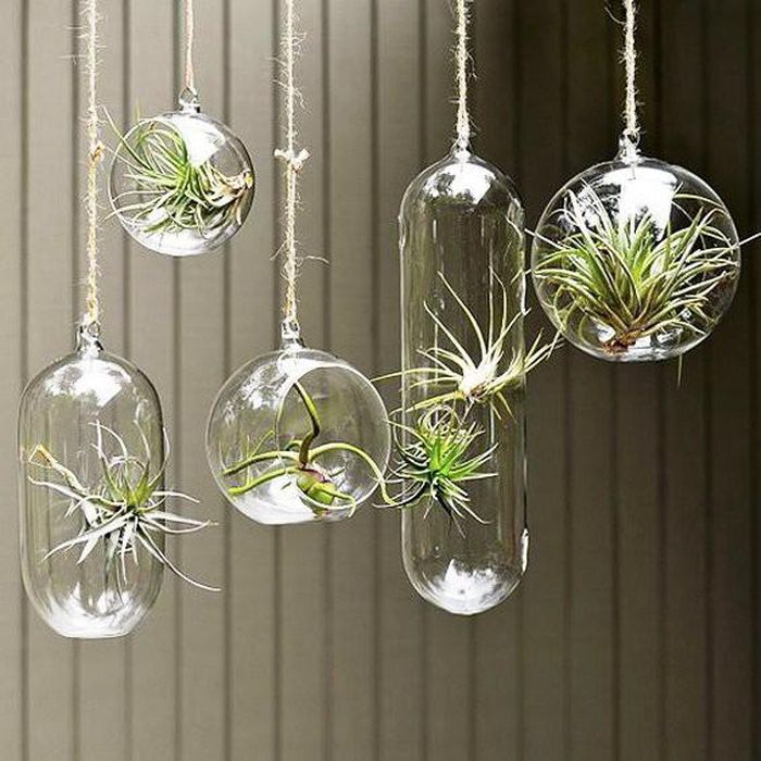 Những quả cầu thủy tinh chứa cây cảnh giúp căn phòng long lanh, sang trọng và thư thái hơn.