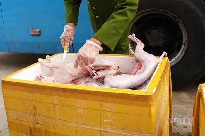 Số mèo đông lạnh đã bốc mùi