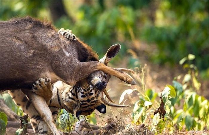  Thậm chí, ngay cả khi đã cắn được vào cổ họng của con mồi, hổ vằn vẫn không thể tung ra cú đớp tử thần, chấm dứt sinh mạng của nai Sambar một cách chóng vánh. (Nguồn Dailymail) 