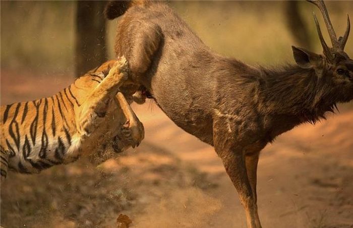  Bị cắn vào cổ, tai, bị tát vào mặt, vào đầu và khắp cơ thể đầy những vết vuốt hổ cào nhưng con nai Sambar vẫn chiến đấu không biết mệt mỏi. (Nguồn Dailymail) 