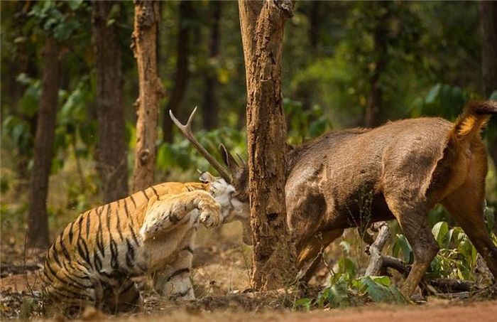  Sau màn săn mồi thất bại, có lẽ hổ cái sẽ nghỉ ngơi thực sự để lấy lại sức khỏe, tốc độ và tinh thần cho lần đi săn sắp tới, đảm bảo tỉ lệ thành công cao. (Nguồn Dailymail) 