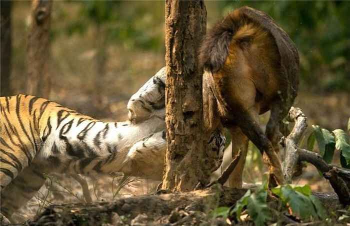  Tuy vậy, có lẽ do đi săn liên tục trong thời gian dài, hổ cái không thể duy trì được phong độ săn mồi đỉnh cao, nó vật vã trong nhiều phút mà không thể quật ngã con nai Sambar như mọi lần. (Nguồn Dailymail) 