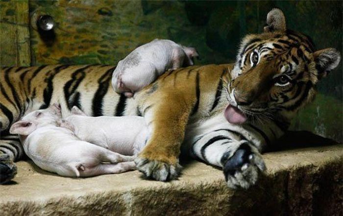  Tuy nhiên câu chuyện thực sự lại không phải như vậy. Đây là những hình ảnh được chụp lại tại vườn thú Sriracha Tiger ở Thái Lan, một trong những vườn thú có tỉ lệ hổ sinh nở thành công lớn nhất thế giới. 
