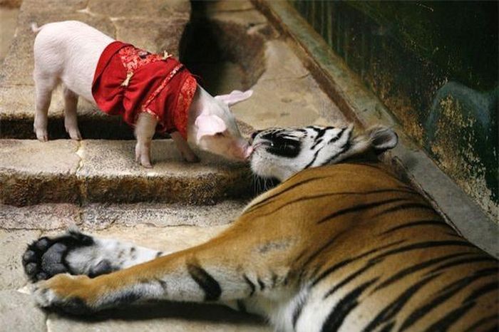  Sở dĩ có những hình ảnh này là do sự cố ý của nhân viên vườn thú nhằm lôi kéo du khách đến xem hiện tượng kỳ lạ mẹ hổ con lợn này. 