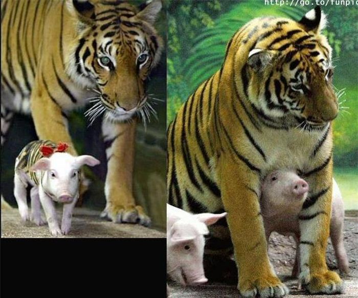  Thậm chí, những con lợn con cũng được bú sữa của mẹ hổ vằn. Hiện vẫn không có vấn đề gì giữa mẹ con động vật khác loài này. Những con lợn con cũng không hề sợ hãi mẹ kế của mình, chúng dường như tự cho mình là hổ con và đã quên mình là những con lợn. 