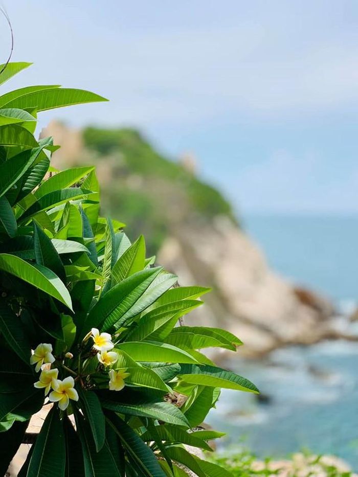 Hoa sứ là một điểm đặc biệt ở Mũi Kê Gà - Ảnh: Đức Liên