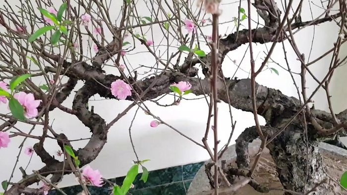 Đào thế đẹp có đầy đủ hoa, lá, nụ, quả