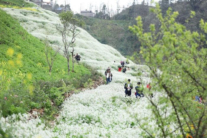  Những vạt hoa cải trắng tinh khôi bên sườn đồi thu hút nhiều khách tham quan.