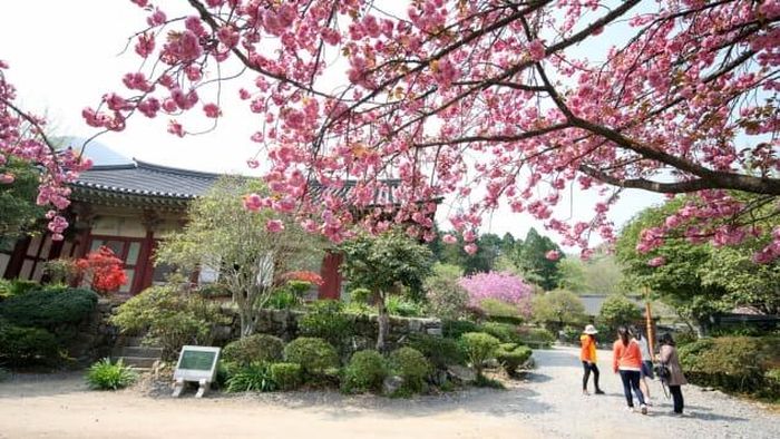 Seonamsa nổi tiếng là quê hương của tiểu thuyết gia Jo Jung-rae. Ngôi đền nổi tiếng với loại trà hoang dã mọc gần đó. Trà hoang dã của đền Seonamsa, mọc trong bóng mát của cây tuyết tùng và cây sồi, có hương vị đậm đà.