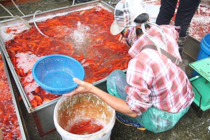 Theo đó, 1 kg cá chép đỏ được khoảng 40 con, bán buôn với giá 60-70.000. Riêng đối với những mua hàng chọn thì giá cũng tăng lên so với mặt bằng khoảng 5000 đồng.