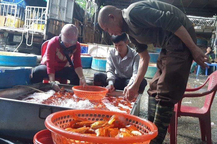 Ngồi cẩn thận nhặt từng con cá về bán lẻ, anh Cường (ở Hà Nội) cho biết mình chấp nhận mua đắt hơn để có được những con cá chép cúng táo quân chất lượng nhất.