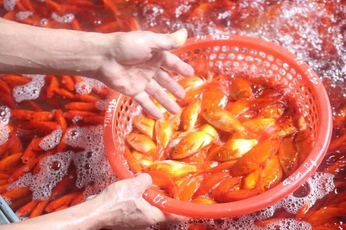 Khắp các ki-ốt trong chợ Yên Sở, đâu đâu cũng đỏ rực màu cá chép.