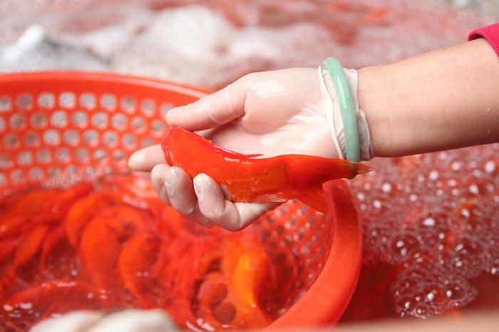Theo các tiểu thương, khi cá được đưa về các chợ bán lẻ, giá bán sẽ được tính theo từng con. Trung bình cá chép cúng ông Công, ông Táo sẽ bán với giá 20.000/3 con.